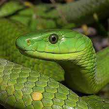 Eastern green mamba snake Venom for sale in bulk