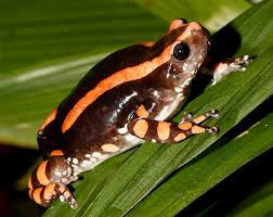 Phrynomantis bifasciatus Toad for sale online