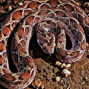 snake venom for sale online 
